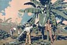 Récolte de bananes en Jamaïque 1926-1934