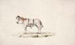 Un cheval peint, Colville, territoire de l'Oregon 9 août - 21 septembre, 1847