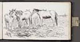chevaux dans un champ jullet - août 1862