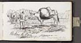 Préparant les boeufs pour le versant ouest des Rocheuses August 1862