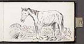 A Horse ca. July-August, 1862