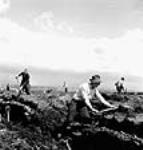 Des ouvriers extraient de la tourbe de la tourbière de 1000 acres de la société Western Peat Company avril 1944