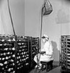 Une employée habillée avec des vêtements stérilisés inocule une substancedans des fioles de bouillon de culture en surface avec un pistolet de pulvérisation aux laboratoires Connaught May 1944