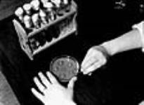 Vue de l'effet de la pénicilline sur une culture de staphylocoques dorés disposée sur un plaque en verre aux laboratoires Connaught May 1944