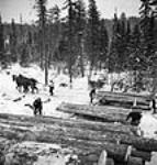 Horses and men load logs onto sleighs for hauling using a chain and pulley Mar. 1943