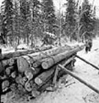 Logs being loaded onto sleighs for hauling via the "chain and pulley" method Mar. 1943