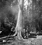 Les bûcherons Edward Crocker et Henry Bill de l'Industrial Engineering utilisent une scie à chaîne pour abattre un arbre July 1944