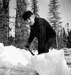 Le bûcheron « pelleteur » Honorius Racicol de Maryville (Québec) enlève àla pelle la neige accumulée sur les billes d'un « parc à grumes » avant leur chargementpour être transportées July 1944