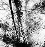 Un bûcheron abatteur crie « Attention! » pour annoncer la chute d'un arbre entaillé févr. 1943