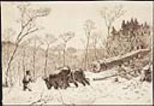 Oxen Dragging a Felled Tree ca 1881