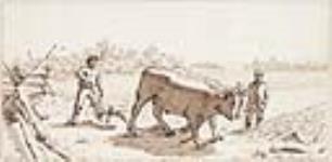 Ploughing with Oxen 1881