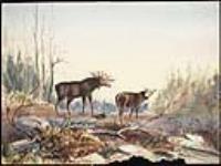 Orignal dans les bois canadiens ca. 1864