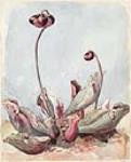 Pitcher Plant with two Blooms ca. 1865