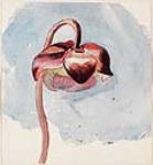 Two leaves of a Pitcher Plant 1866
