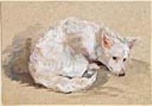 "Granny", a pet dog, Trinidad, 1867 1867