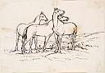 Horses in a field ca. 1861-1899