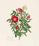 Rosa Blanda, Labradore Rose or Hudson's Bay Rose 1797