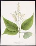 Canadian Wildflowers -Knot Root 1828-1891.