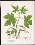 Canadian Wildflowers -Silver-leaved Maple 1828-1891.