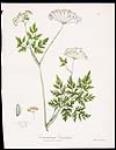 Canadian Wildflowers -Canadian Conioselinum 1828-1891.