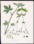 Canadian Wildflowers -Canadian Sanicle 1828-1891.
