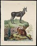 The Picta Antelope or Nylgau, and the Beaver August 16, 1800.