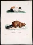 Le Cochon d'inde, le Castor (Guinea pig, Beaver) 1745-1811 ?