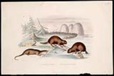 La Loutre du Canada, Les Castors du Canada (Otter of Canada, Beavers of Canada) 1798-1856.