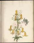 Wild Lily Andromeda ca. 1831-1850.