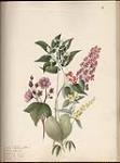 Orchis (Blephariglottis), Rubus odorata, Impatiens fulva, Lysimachia ciliata, Orchis ca. 1831-1850.
