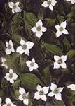 Bunchberry flowers. Hand-tinted photograph ca. 1920