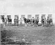 Group of horses standing in front of stable, with men holding the reins ca 1920s