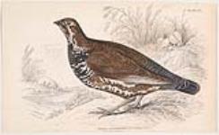 Tetrao Canadiensis (The Canada Grouse)