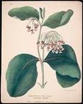 Cornus Aslepias vel Asclepias Syriaca, Indian Hemp - Milk Weed 1840