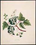 Wild Flowers of Nova Scotia and New Brunswick - Virgin's Bower 1866.