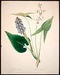 Wild Flowers of Nova Scotia and New Brunswick - Pickerel Weed and Common Arrowhead 1853.