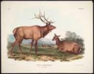 Cervus Canadensis, Ray. American Elk - Wapiti Deer 1844