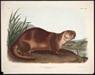 Canada Otter 1847.