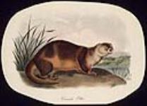 Canada Otter ca. 1849