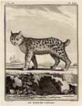 Le lynx de Canada mid-18th century.