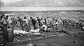 Inuit hauling white whale hides August 1929