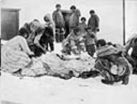 Inuit women cleaning walrus hides 7 May 1929