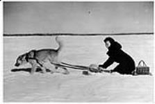 Nurse is travelling with one dog pulling her through the snow. Her bag is behind her on the tobaggan c 1950