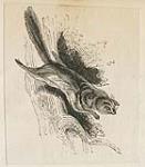 A squirrel ca. 1819