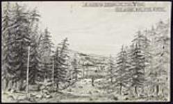 A clearing through the Pine Woods near Dover Bay, Nova Scotia October 22, 1889