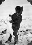 Inuit boy holding a White Fox [graphic material] 1929.