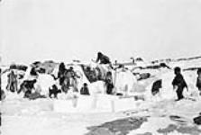 Inuit building igloos, Cape Fullerton (Qatiktalik), Nunavut 1904
