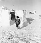 Inuk boy walking towards an igloo 1949