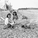 [Two Inuit girls on the Cape Hope Islands frying fish over an open fire] 1949