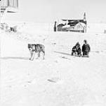 Two Inuit children hitching a sled to a dog 1950